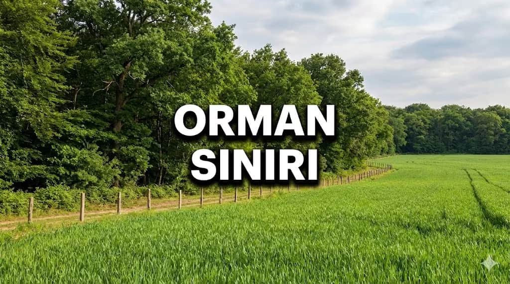 Ormana Komşu Tarla Alınır mı? Orman Şerhi ve Yapılaşma Yasağı