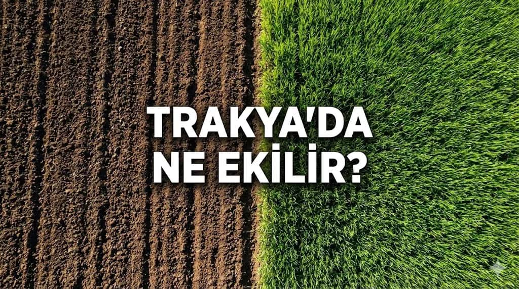 Trakya'da Hangi Toprakta Ne Yetişir? En Kârlı Tarım Yatırımları: Ceviz, Badem ve Lavanta