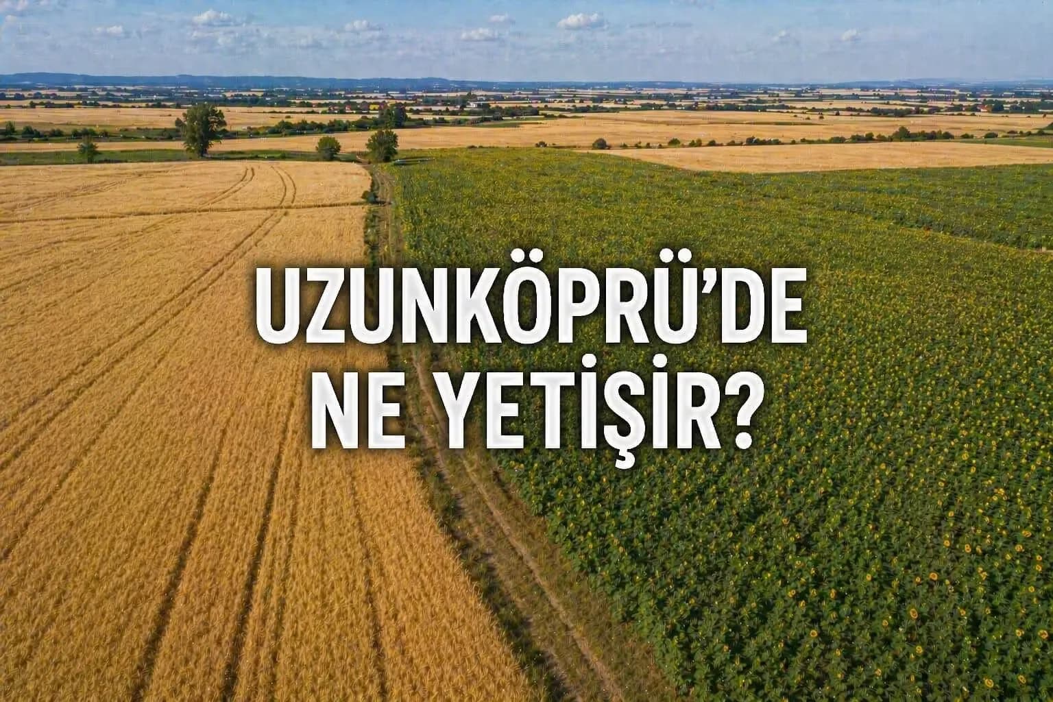 Uzunköprü’de Hangi Tarım Ürünleri Yetişir? Yatırımcılar İçin Detaylı Rehber