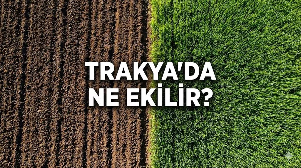 Trakya'da Hangi Toprakta Ne Yetişir? En Kârlı Tarım Yatırımları: Ceviz, Badem ve Lavanta